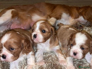 Cavalier King Charles Spaniel dogs for sale - Advert 1