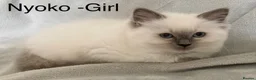 Ragdoll cats for sale: Beautiful GCCF Pedigree Ragdoll Kittens - Advert 2