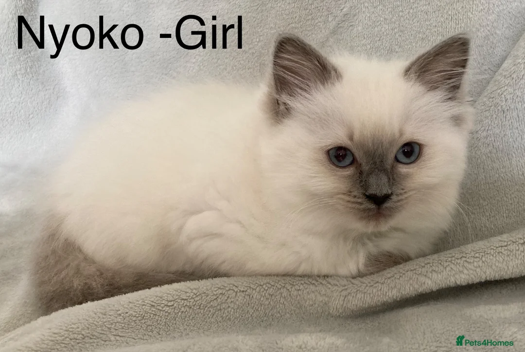 Ragdoll cats for sale: Beautiful GCCF Pedigree Ragdoll Kittens - Advert 2