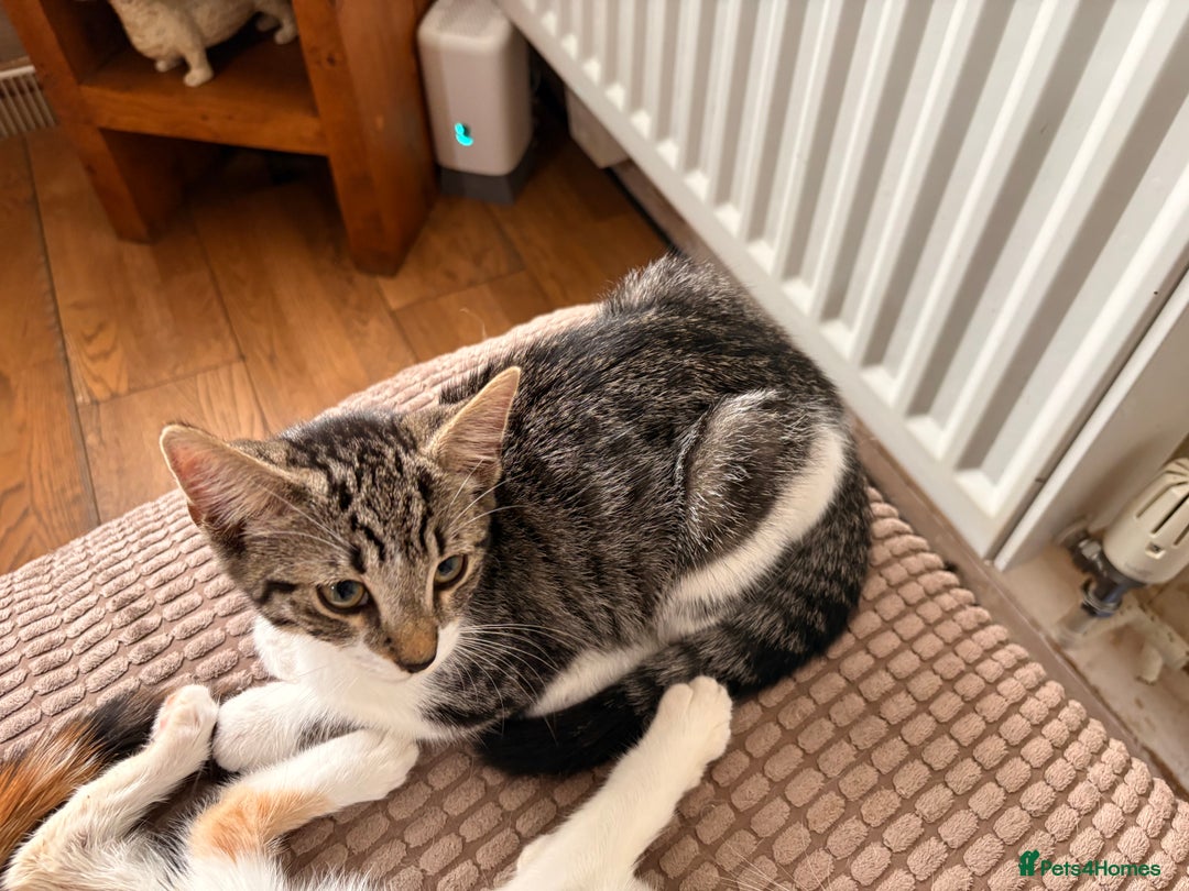 Mixed Breed cats for sale: Beautiful mixed breed kittens  - Image 16