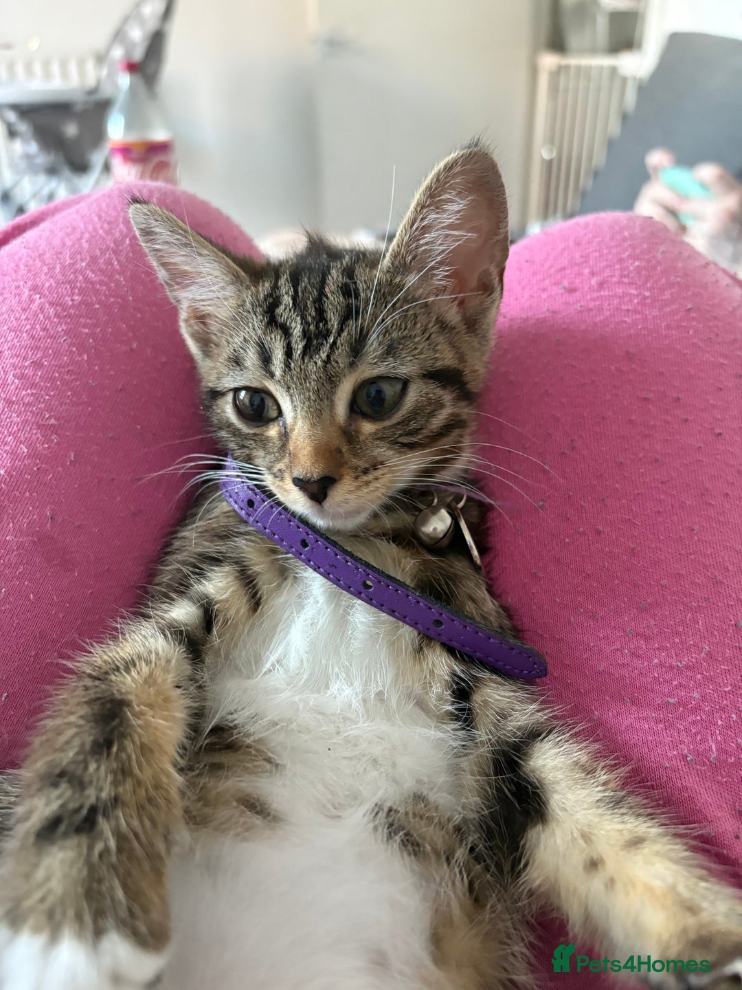 Bengal cats for sale: Winnie  - Advert 10