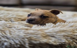Staffordshire Bull Terrier dogs for sale: !READY NOW! KC Reg Quality Red Staffy Puppies  - Image 10