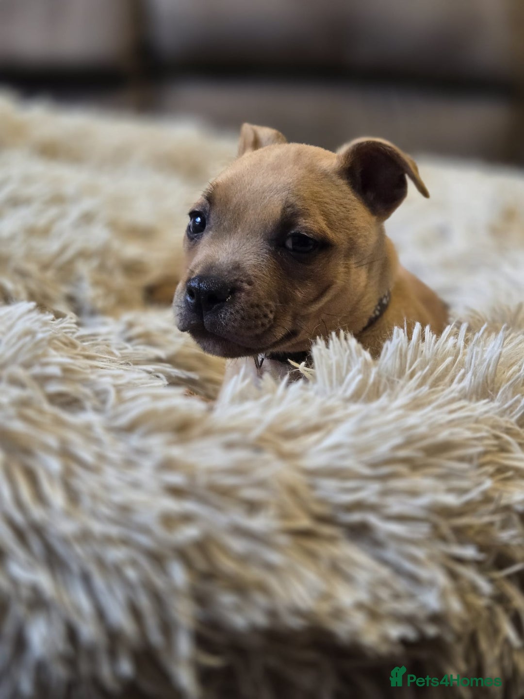 Staffordshire Bull Terrier dogs for sale: !READY NOW! KC Reg Quality Red Staffy Puppies  - Image 10