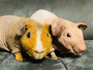 Guinea Pig rodents Skinny pig and Baldwin male pair 6 months old - Advert 17