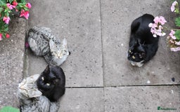 Domestic Shorthair cats for sale: 4 kittens for sale - Image 9