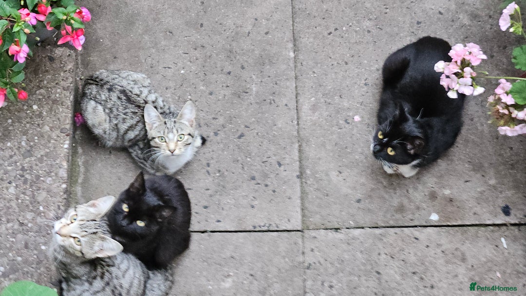 Domestic Shorthair cats for sale: 4 kittens for sale - Image 9