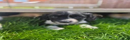 English Springer Spaniel dogs for sale: Springer spaniel puppies in Bungay - Advert 9