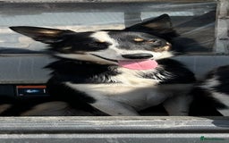 Border Collie dogs for sale: 11 month old Collie bitch looking for pet home - Image 2