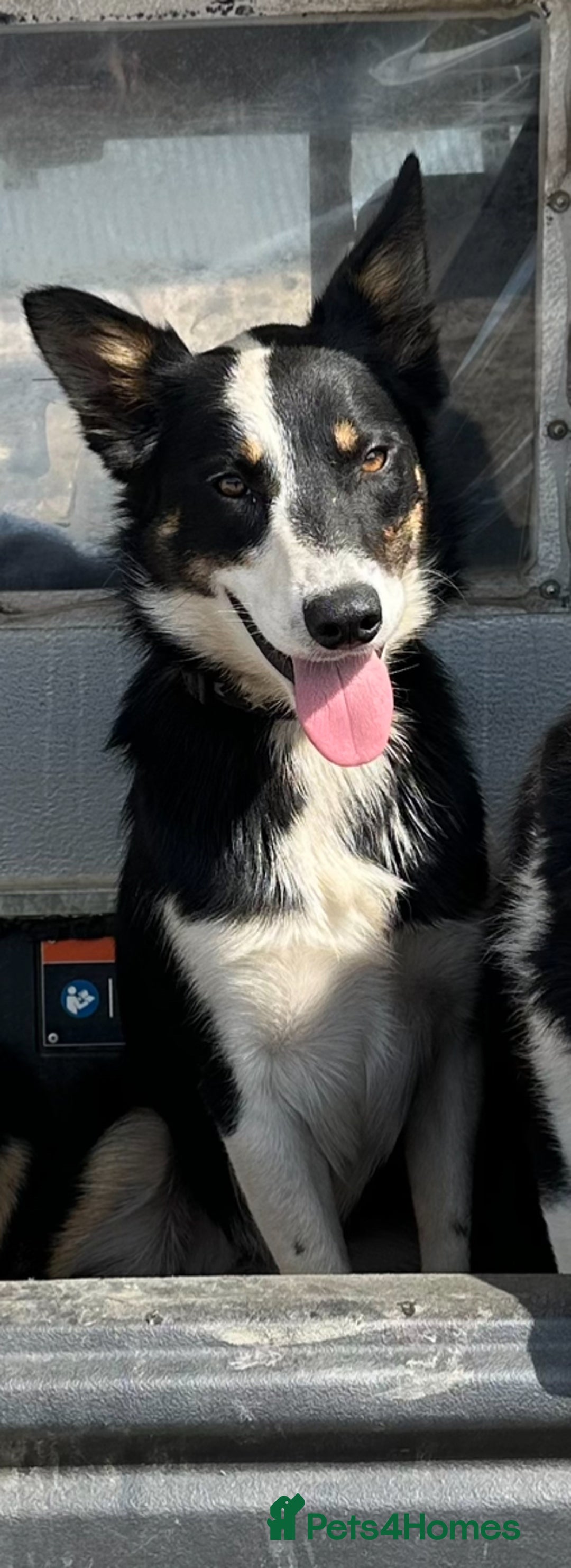 Border Collie dogs for sale: 11 month old Collie bitch looking for pet home - Image 2