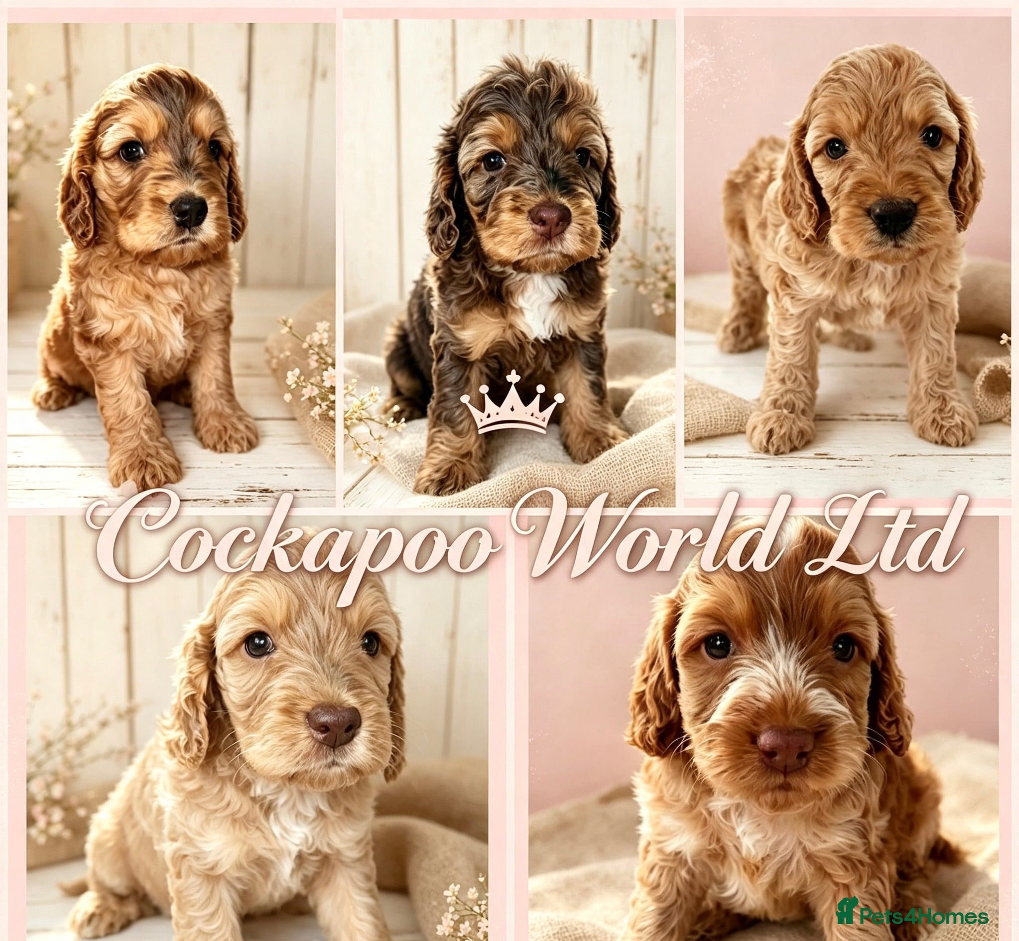 Cockapoo dogs DNA CLEAR,Stunning Cockapoos Ready 18th September  - Advert 1