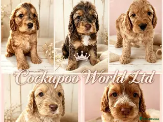 Cockapoo dogs DNA CLEAR,Stunning Cockapoos Ready 18th September - Advert 1