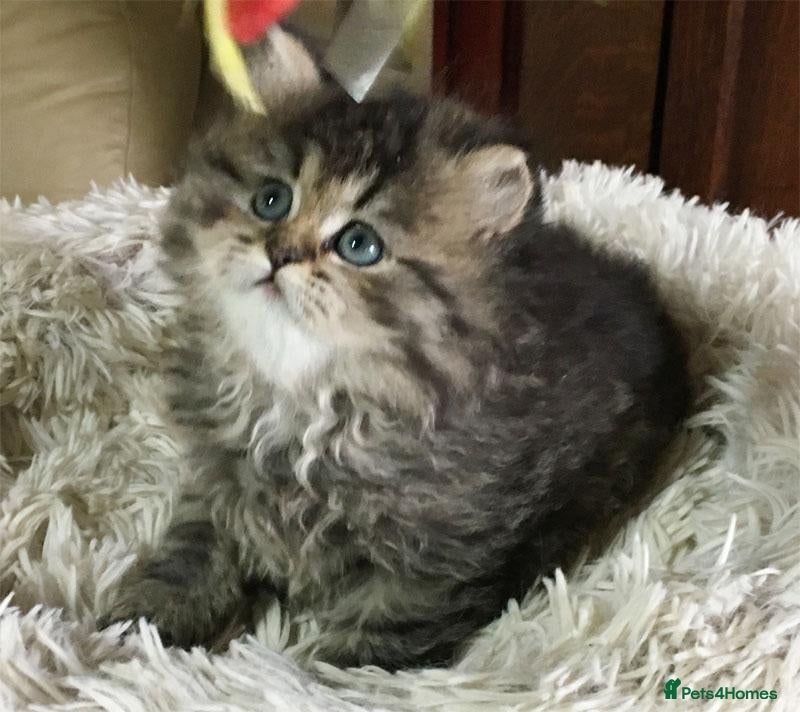 Persian cats Lovely persian kittens - Advert 15