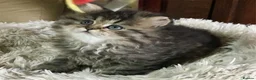 Persian cats for sale: Lovely persian kittens in Burton-on-Trent - Advert 5