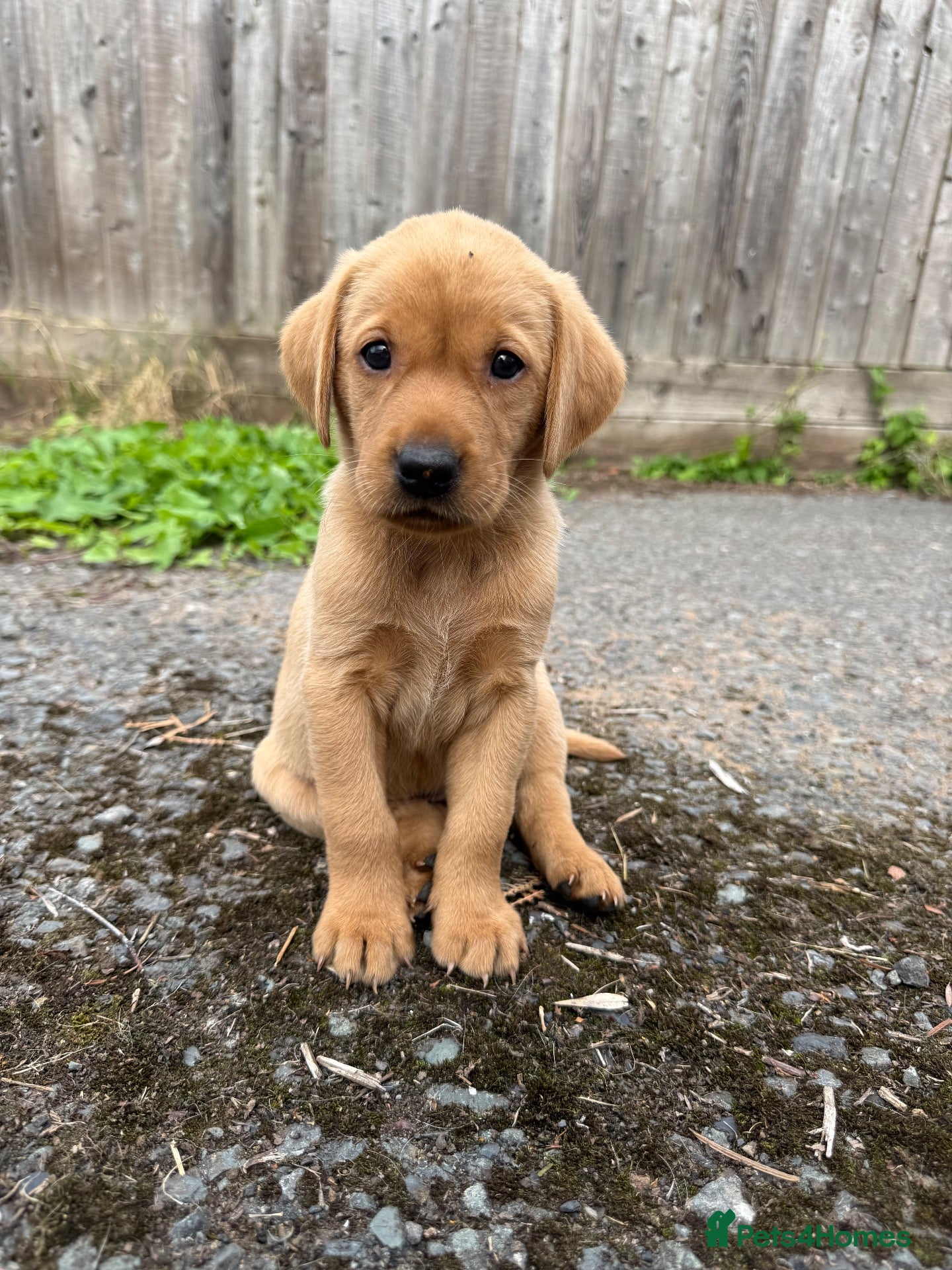 Labrador Retriever dogs Beautiful fox red Labrador puppies  - Advert 8
