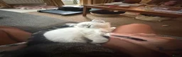 Ragdoll cats for sale: Our foster baby, tuna ❤️ - Advert 10