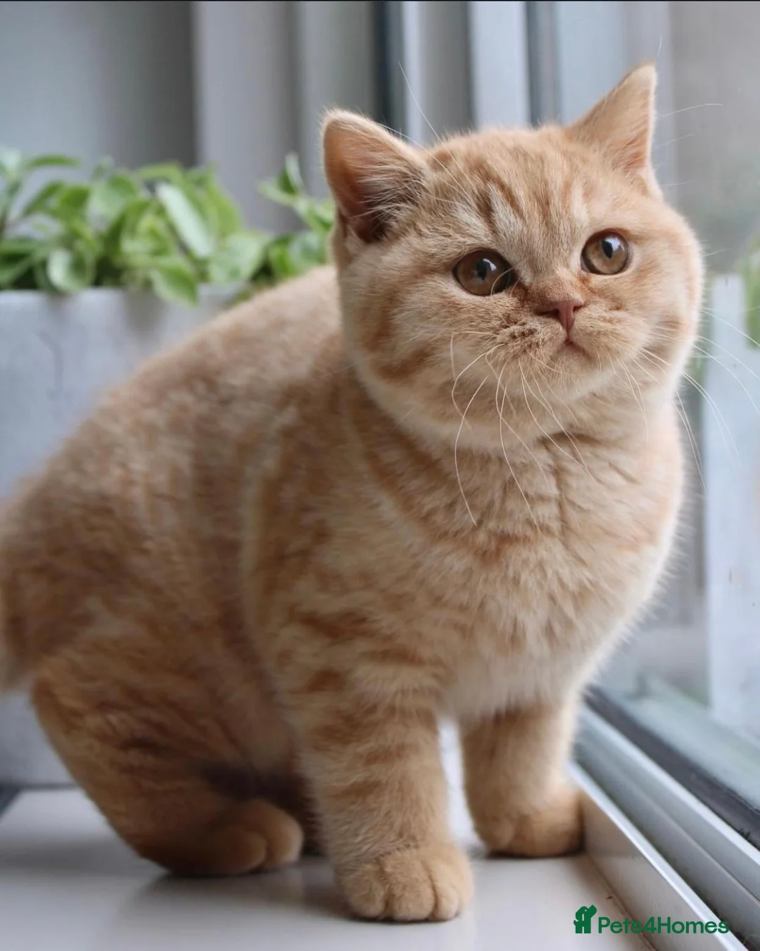 British Shorthair cats for sale: British Blue Kittens in Stockport - Advert 2
