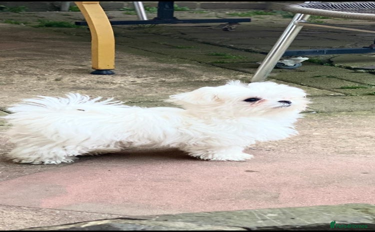 Maltese dogs - Advert 8