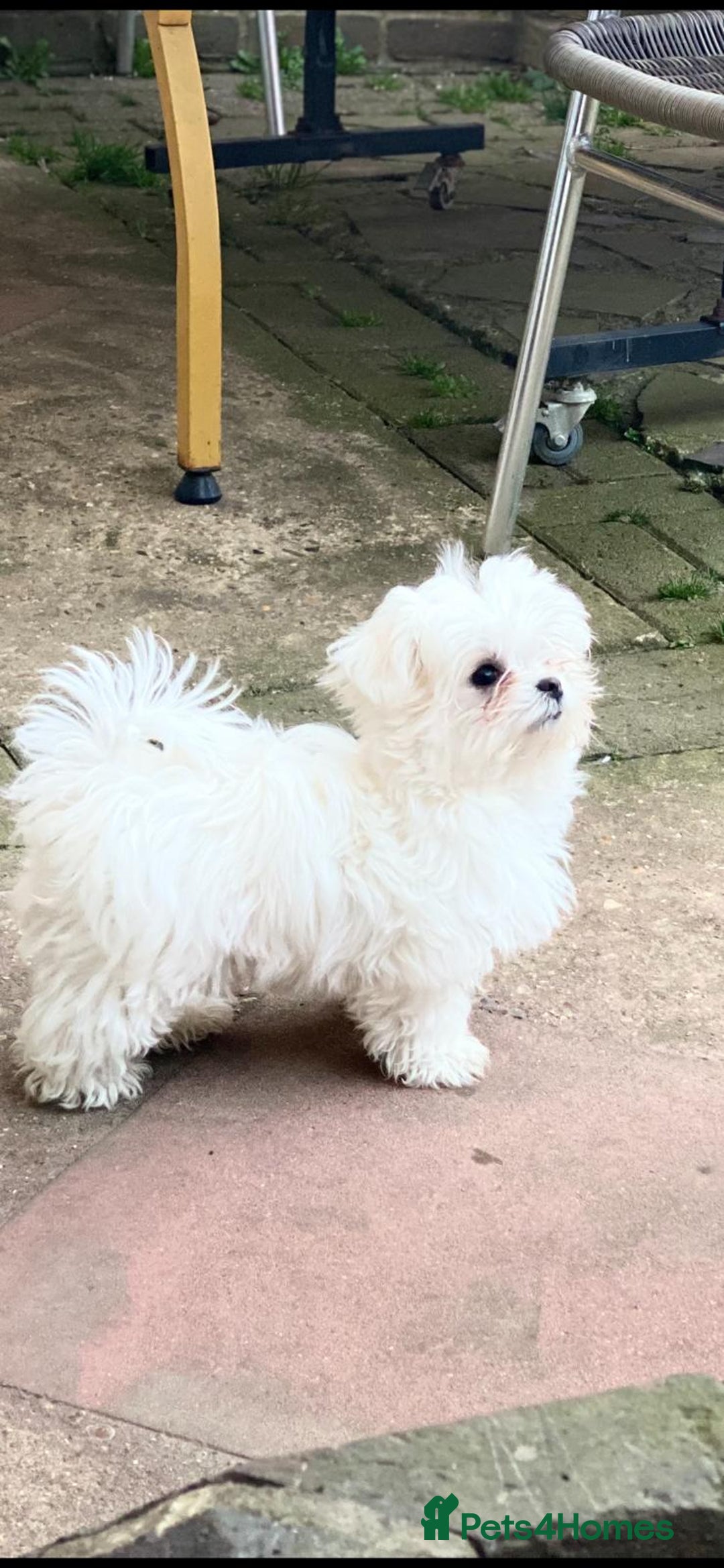 Maltese dogs for sale: Beautiful Korean Maltese 🤍🐶 - Image 1