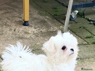 Maltese dogs - Advert 25