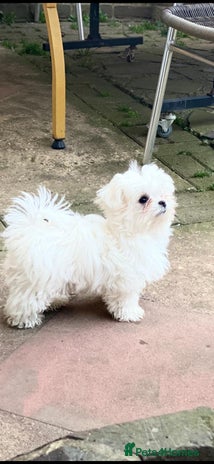 Maltese dogs - Advert 3