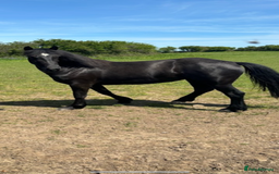 Welsh Section D horses for sale: Section D beautiful Black Mare Magic - Image 2