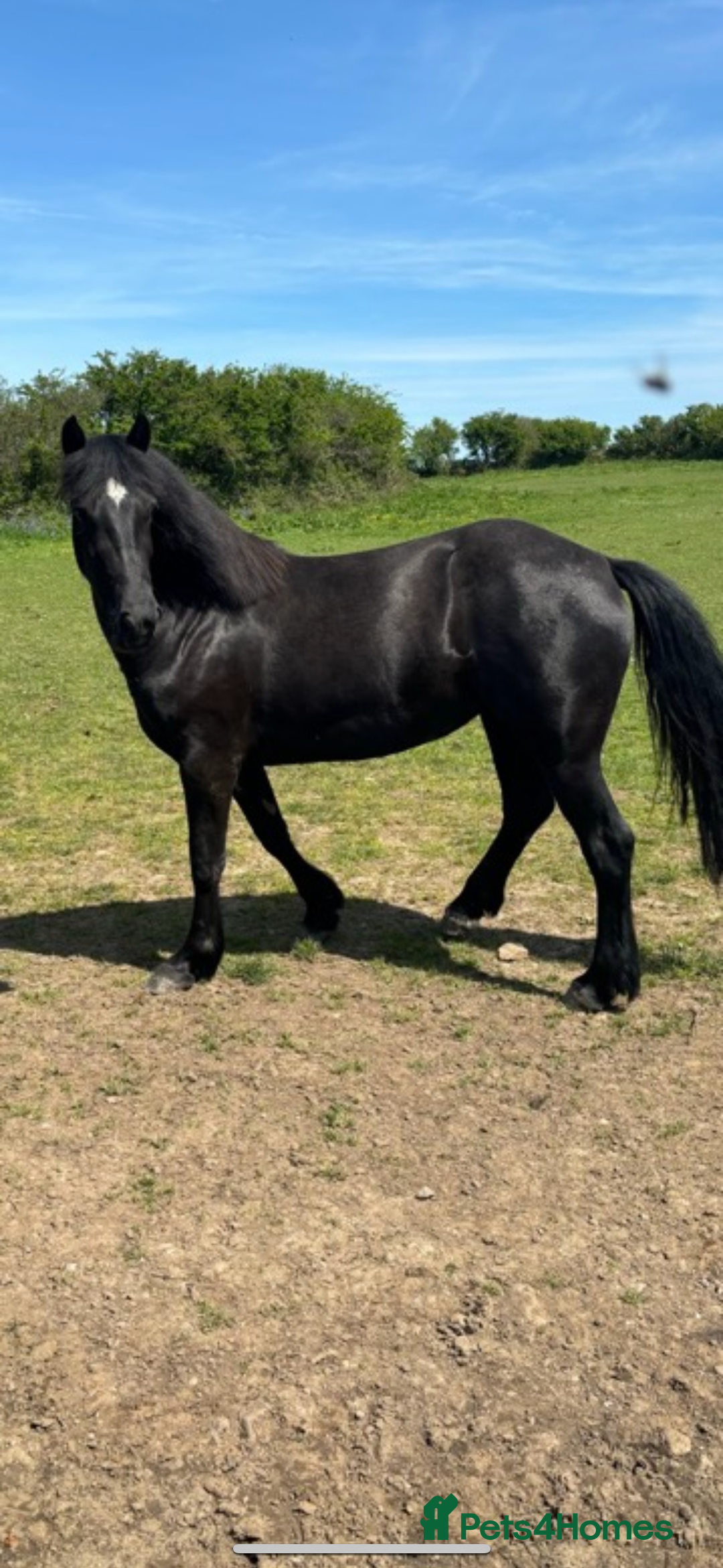 Welsh Section D horses for sale: Section D beautiful Black Mare Magic - Image 2