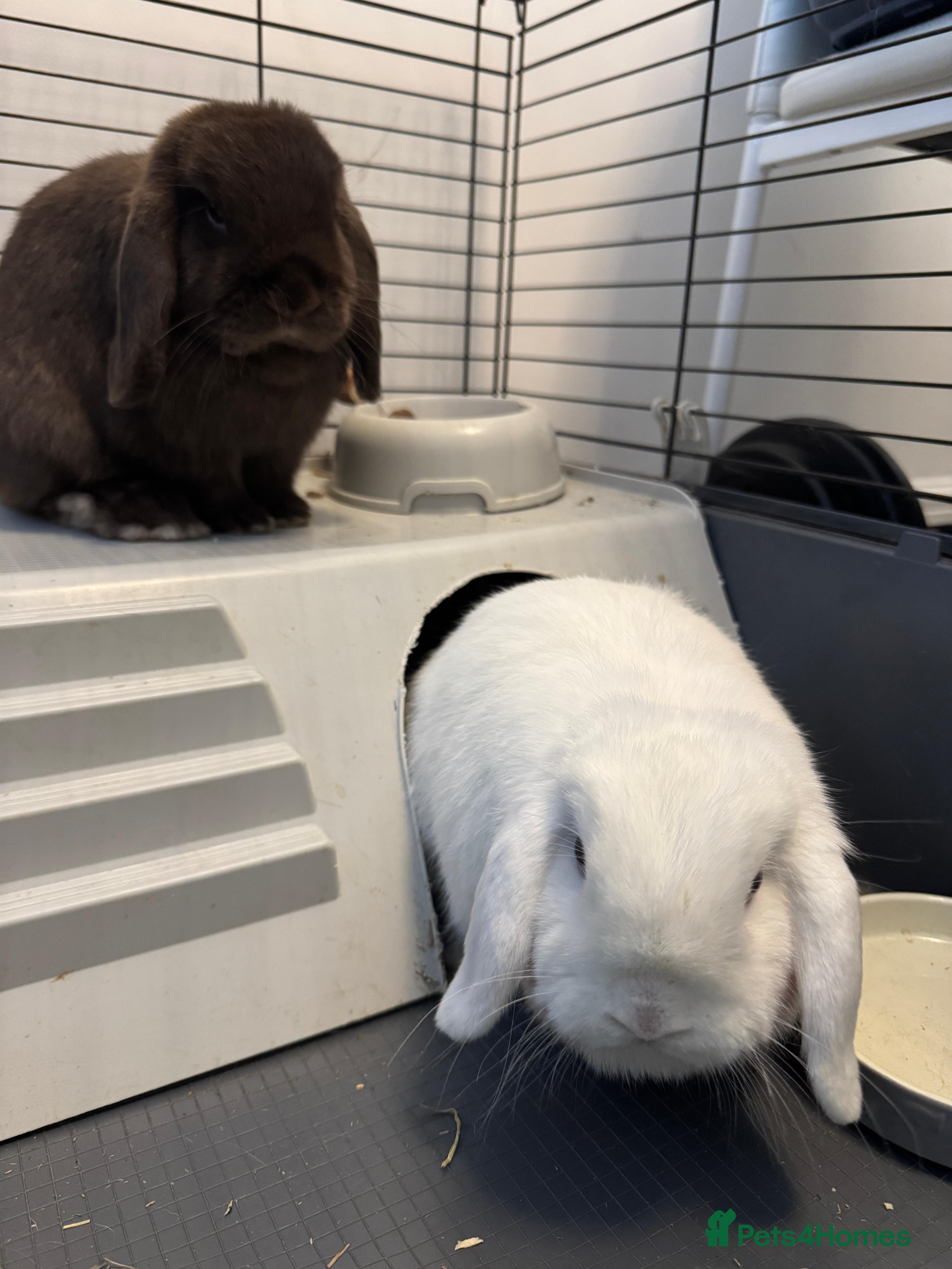 Mini Lop rabbits 🐰 Adorable Mini Lop Pair Looking for a Home! 🐰 - Advert 21
