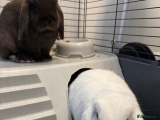 Mini Lop rabbits 🐰 Adorable Mini Lop Pair Looking for a Home! 🐰 - Advert 1