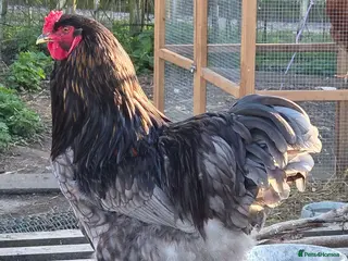 Chickens poultry Blue Brahma Purebreed Rooster - Advert 20