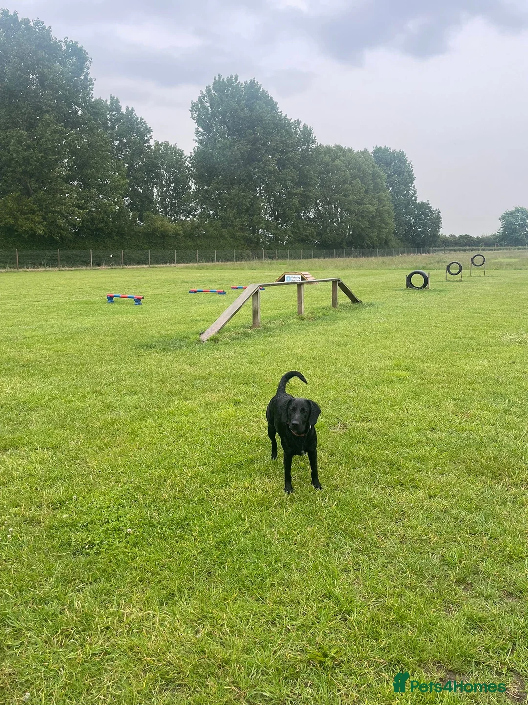 Mixed Breed dogs for sale: Pippa- Looking for Her Forever Home 🐾❤️ - Advert 2