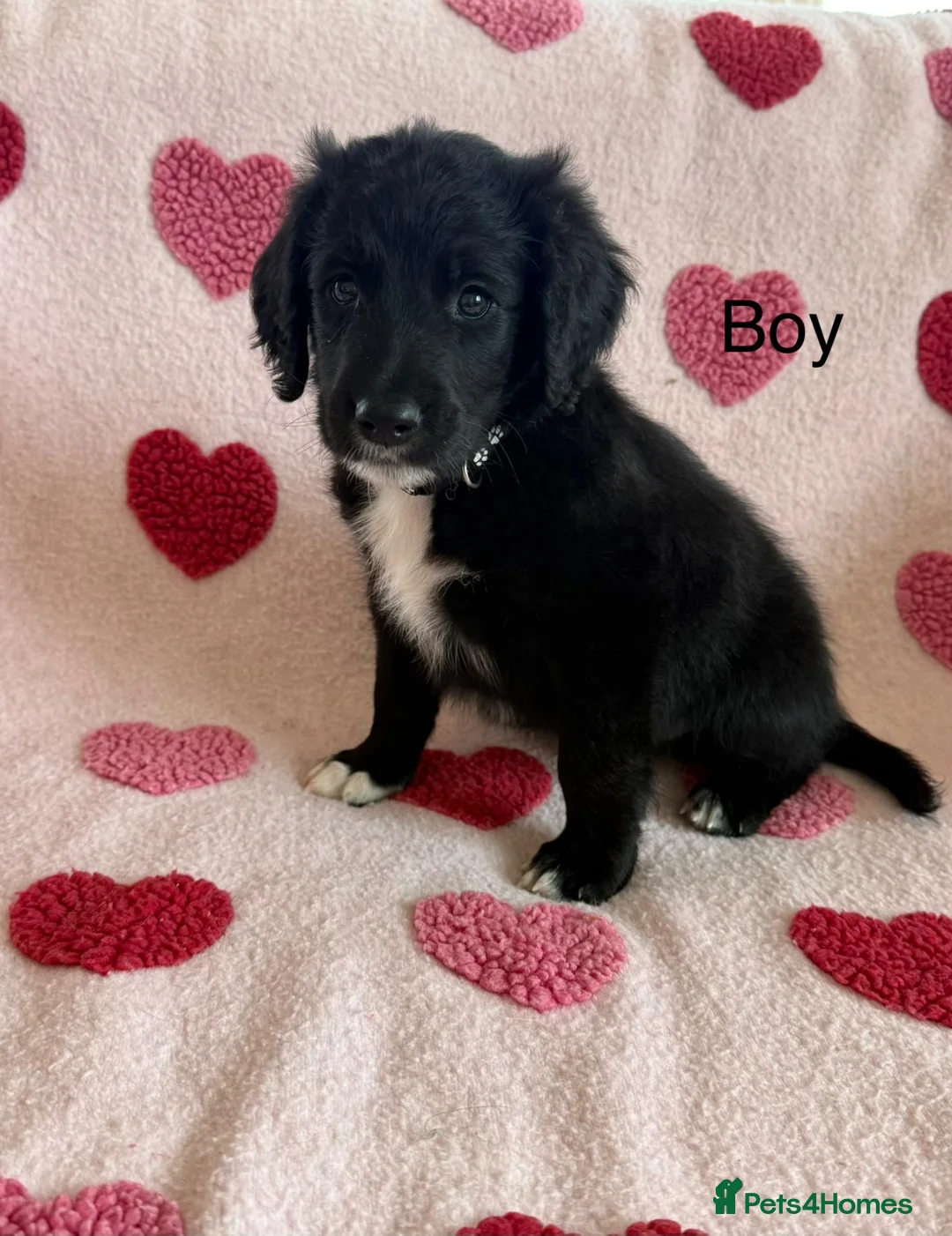 Sheepadoodle dogs for sale: Stunning Sheepadoodle puppies  - Advert 2