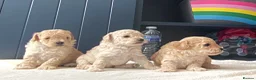 Toy Poodle dogs for sale: KC registered Toy Poodles - Advert 6