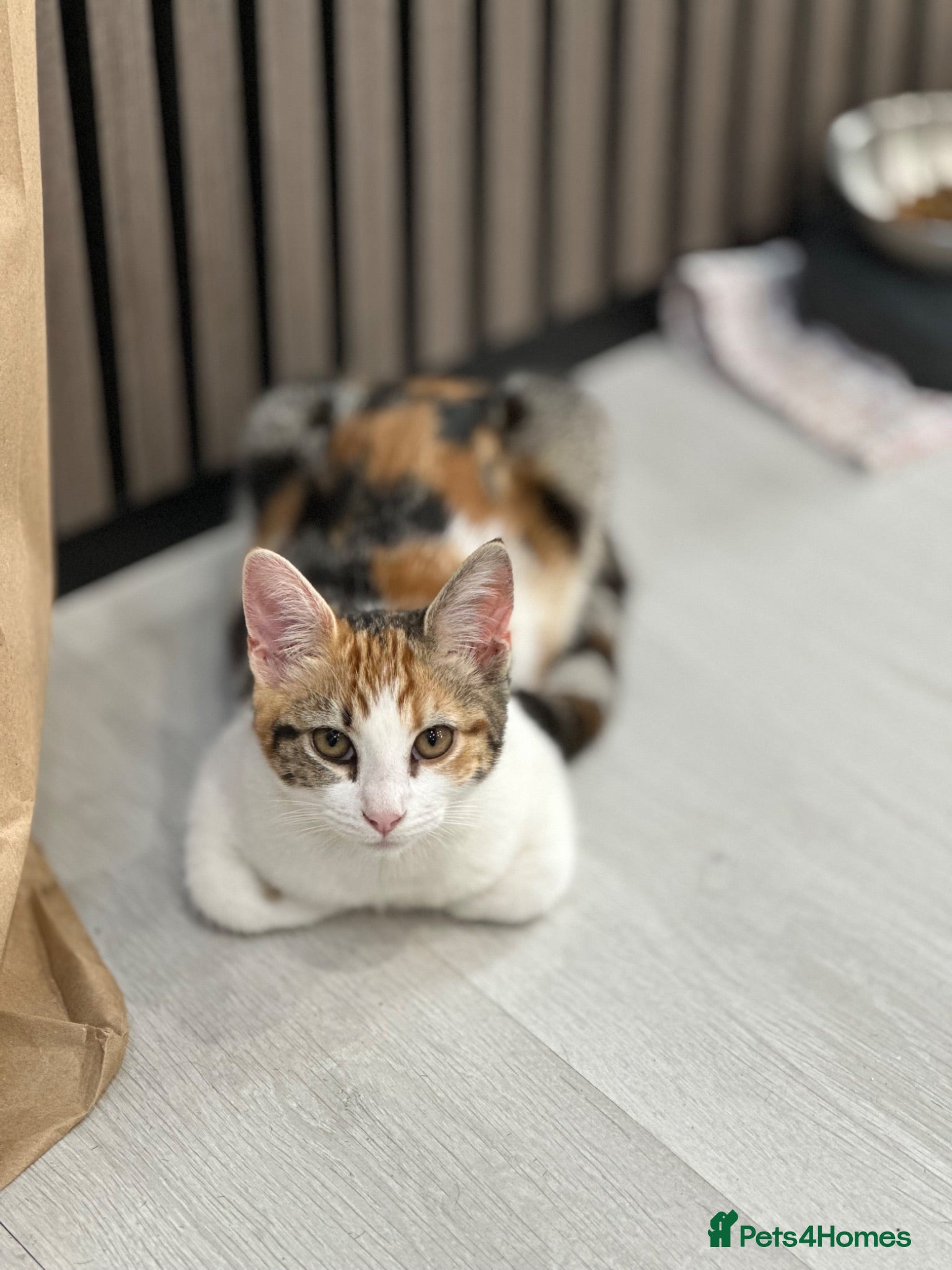 British Shorthair cats Beautiful tabby girl  - Advert 16