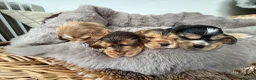 Cocker Spaniel dogs for sale: Outstanding show cocker spaniels - KC in Leicester - Advert 14