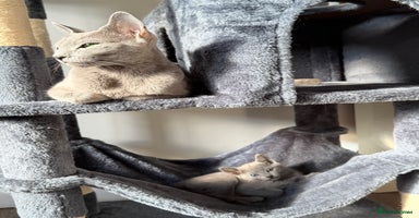 Russian Blue cats - Advert 11