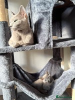 Russian Blue cats - Advert 11