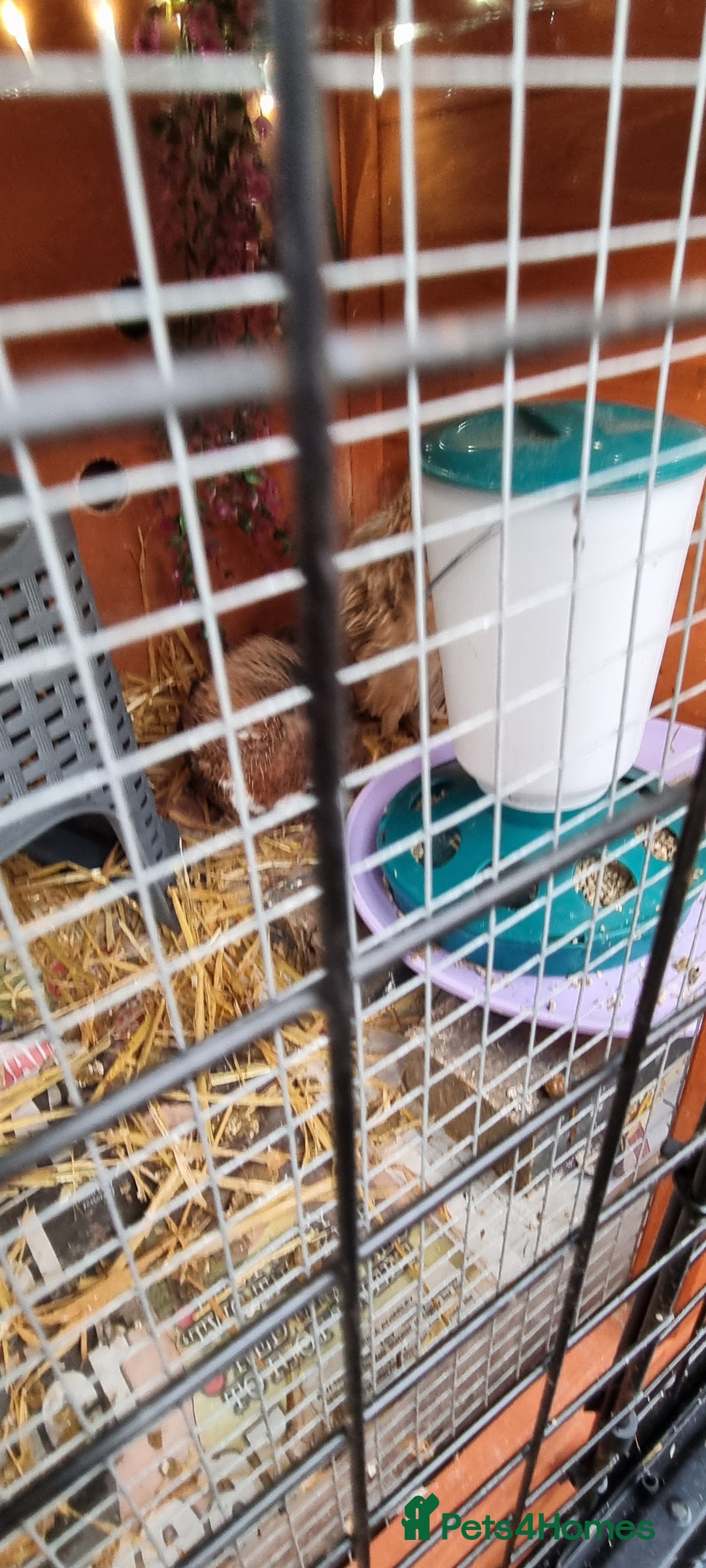 Quail poultry for sale: Cortinoux quails  - Advert 7