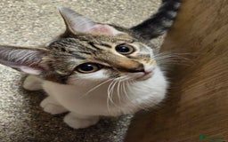 Domestic Shorthair cats for sale: Kittens for sale - Image 3