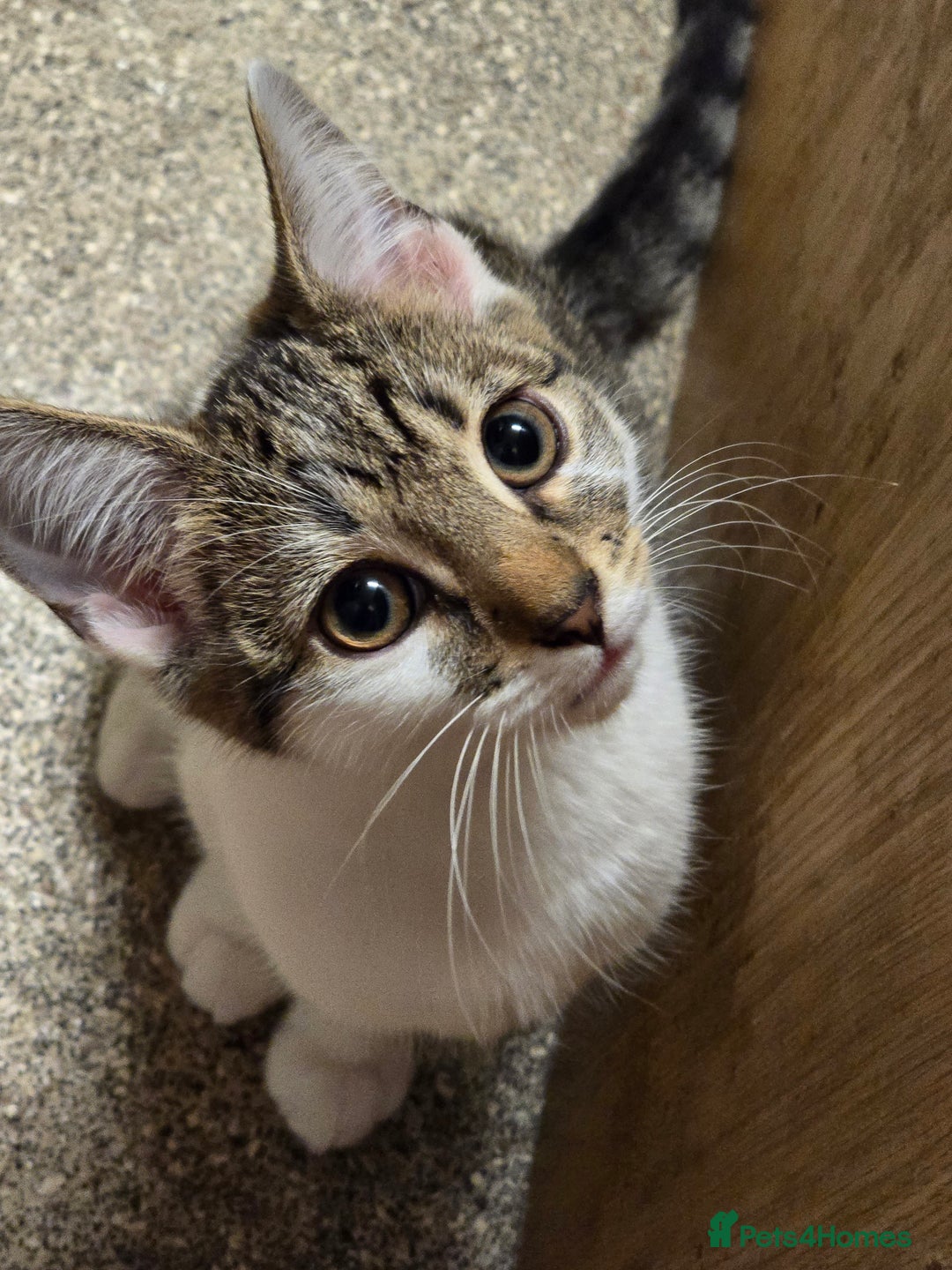 Domestic Shorthair cats for sale: Kittens for sale - Image 3
