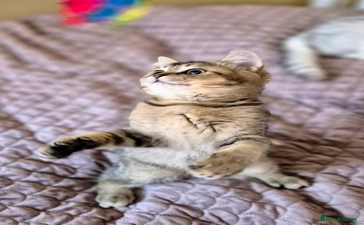 Scottish Fold cats - Advert 4