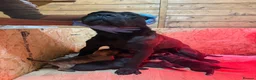 Presa Canario dogs for sale: World class presa canarios  - Advert 35