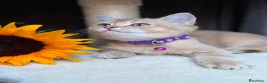 British Shorthair 3