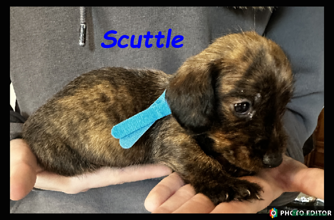 Dachshund dogs for sale: Beautiful Dachshunds ❤️❤️ - Advert 20