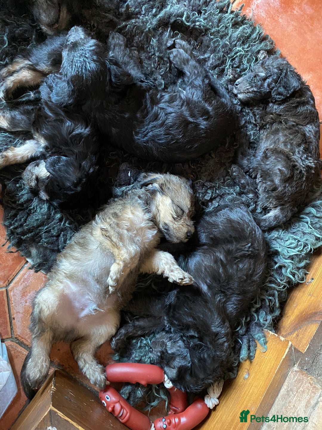Mixed Breed dogs for sale: Bedlington Terrier X Whippet Puppies ⭐️ - Image 12