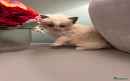 Ragdoll cats for sale: Chunky Quality EU Ragdoll babies - Image 14