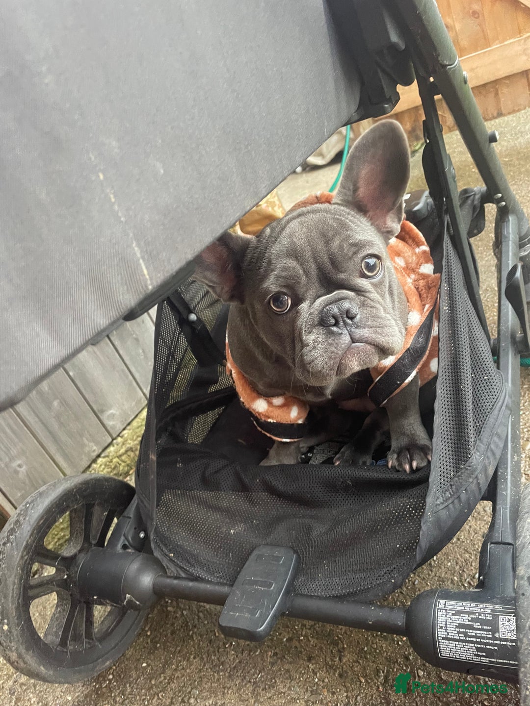French Bulldog dogs for sale: French bulldog puppies - Advert 11