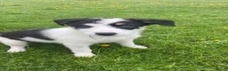 Smooth Collie dogs for sale: Sheepdog pups - Advert 8