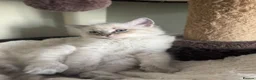 Ragdoll cats for sale: Male ragdoll - Advert 2
