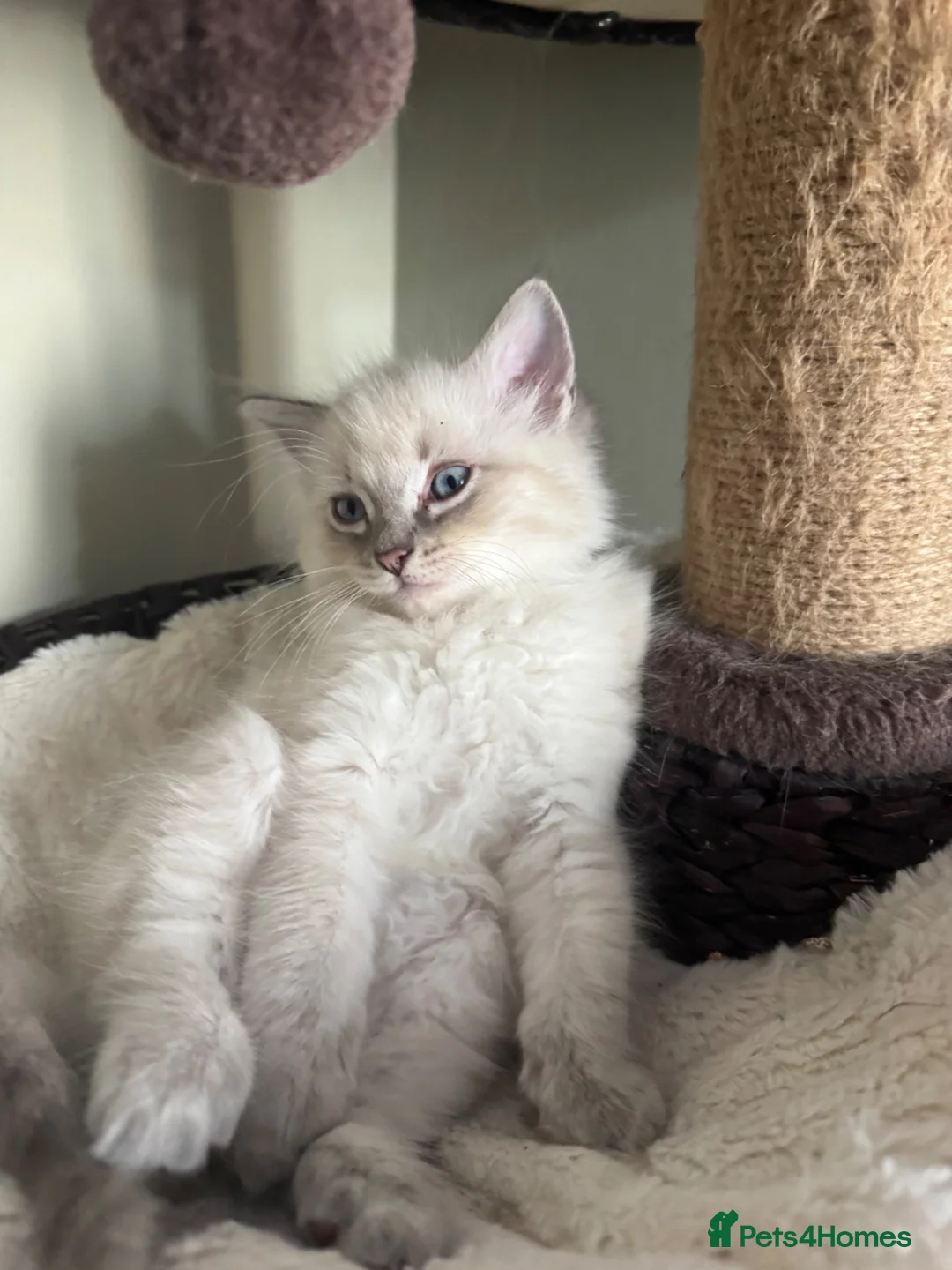 Ragdoll cats for sale: Male ragdoll - Advert 2