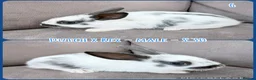 Mixed Breed rabbits for sale: Dutch x Rex Baby Rabbits - Advert 8